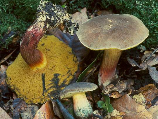 Xerocomellus truncatus